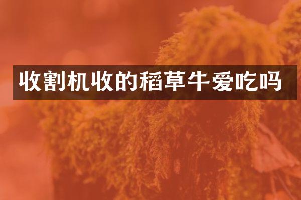 收割機收的稻草牛愛吃嗎