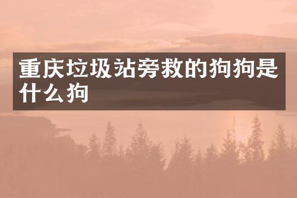 重慶垃圾站旁救的狗狗是什么狗